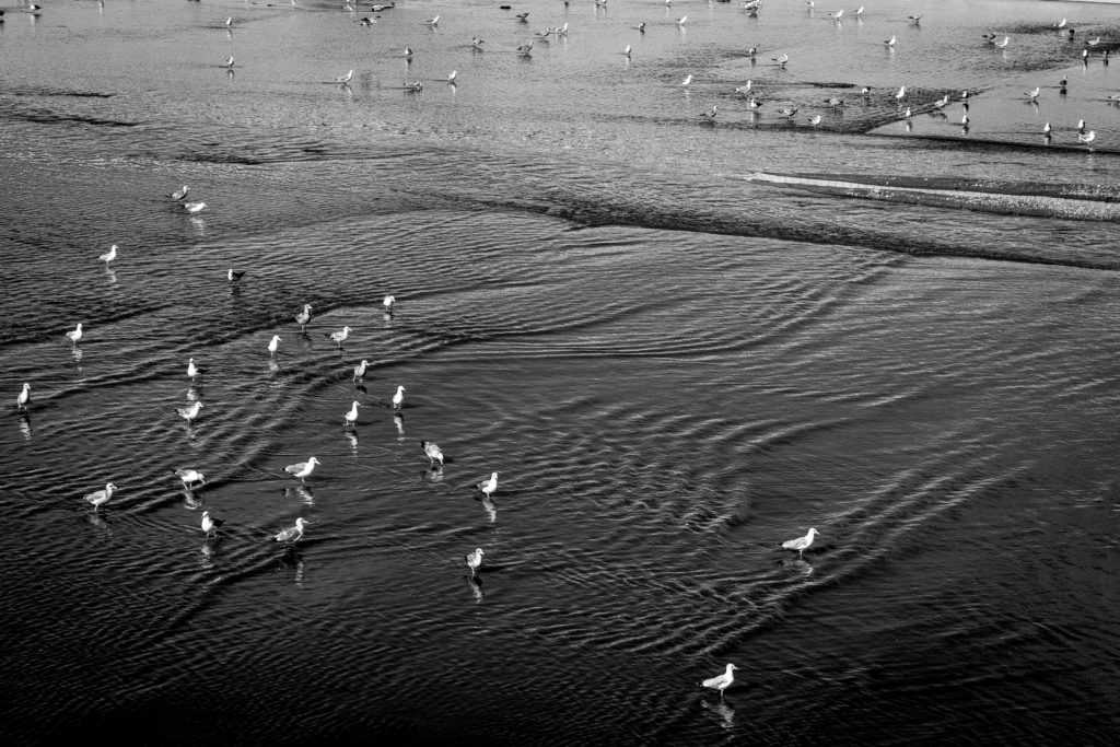 Seagulls looking for food in the waters of the Tijuana River. 