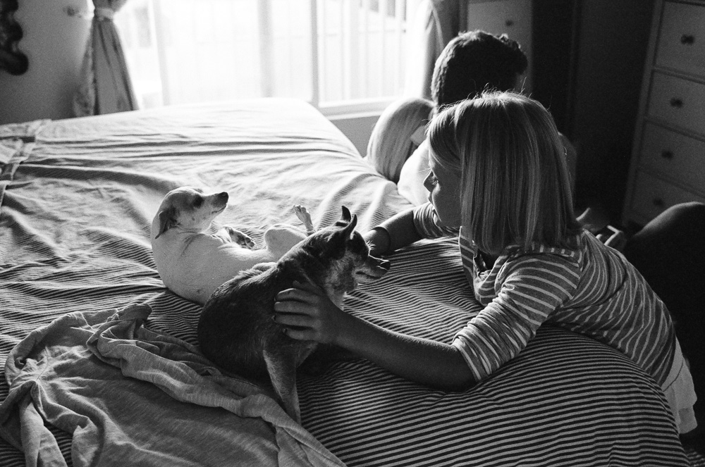 Young girl (Kate and Alex) playing with Chihuahuas on the bed. ©William Bay Photographic Arts.