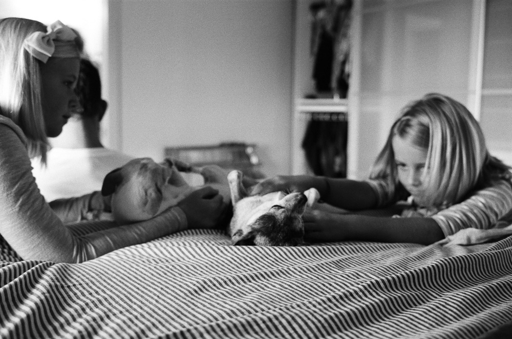 Young girls (Kate and Alex) giving belly rubs to Chihuahuas on the bed. ©William Bay Photographic Arts.